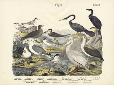 Vögel, um 1860 von German School